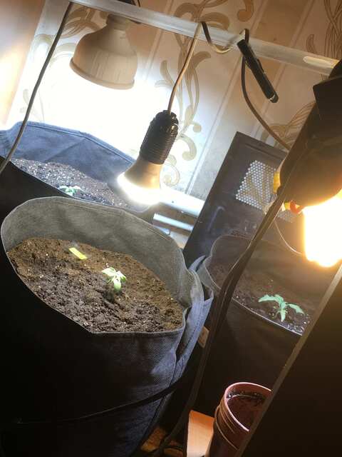 light
