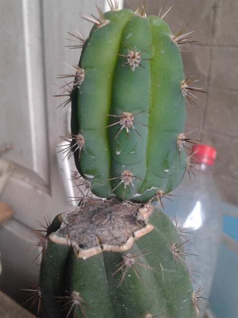 Trichocereus pachanoi (Сан-Педро)