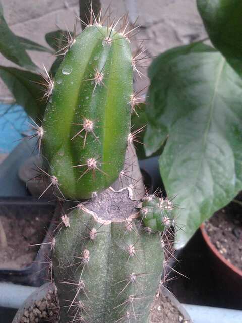 Trichocereus pachanoi (Сан-Педро)