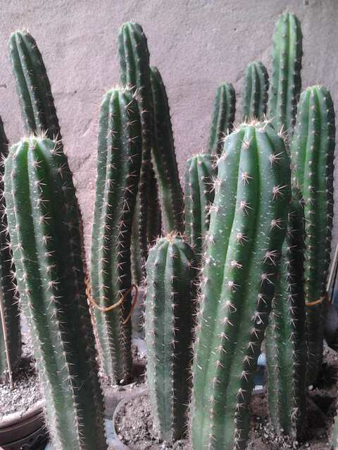 Trichocereus pachanoi (Сан-Педро)