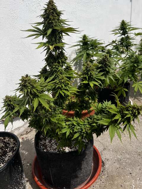 auto Tangie cookies 🍪 от Kriss