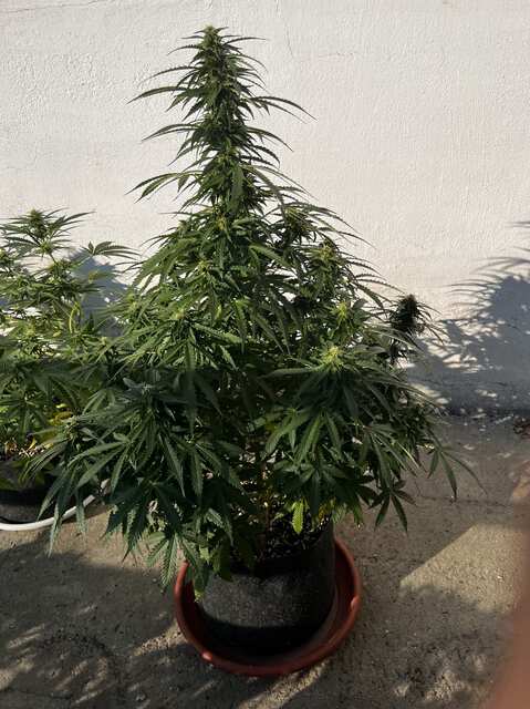 auto Tangie cookies от Kriss