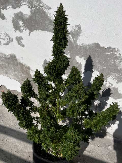 auto Tangie cookies 🍪 Харв