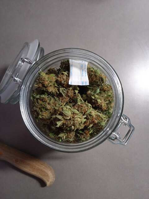 Rhino Ryder, Mexican Airlines. (fastbuds)