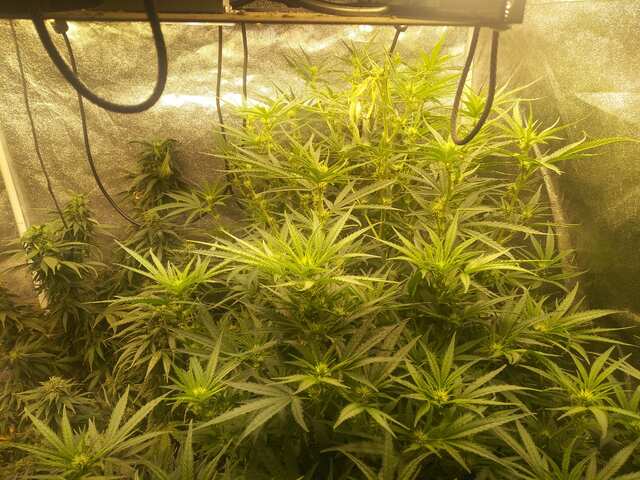 Bulk seeds bank