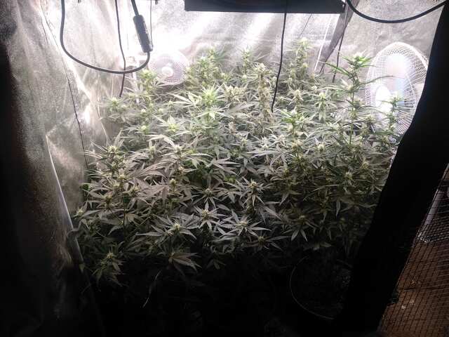 Mazar, blu cheese, auto fem, goodmaster.