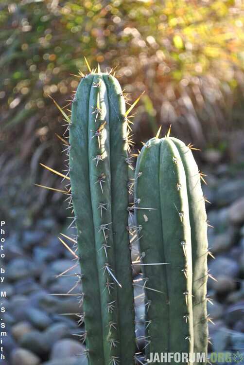 9 Trichocereus_uyupampensis.jpg