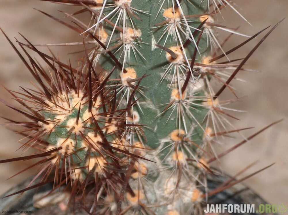 6 Trichocereus deserticolus (Echinopsis deserticola).jpg