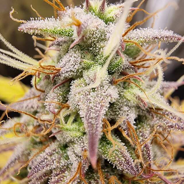 Amnesia Haze Auto [barneysfarm].jpg