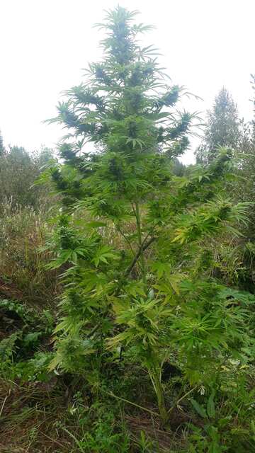 Afghan Kush early WOS