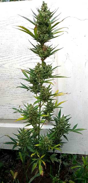 toxic poison xxl auto Big Monkey Seeds