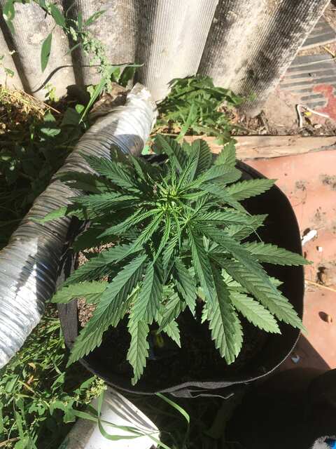 gorilla glue auto