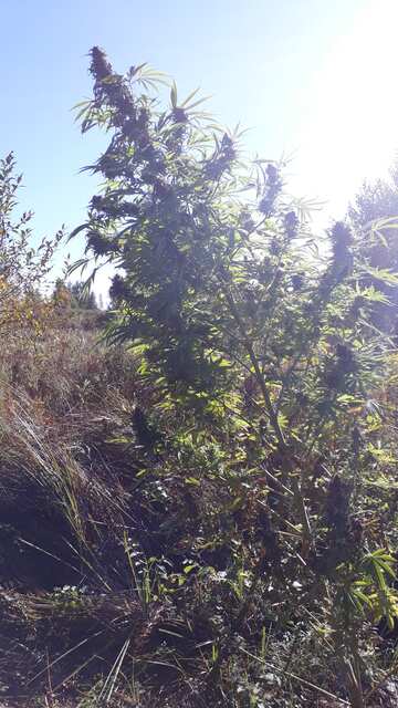 Afghan Kush Early WOS