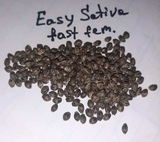 Easy Sativa fast fem. Goodmaster seeds.