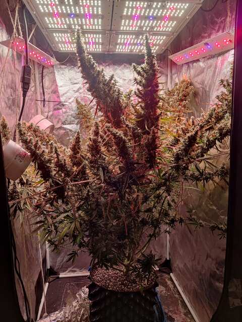 auto afghan mass xxl (00 seeds)