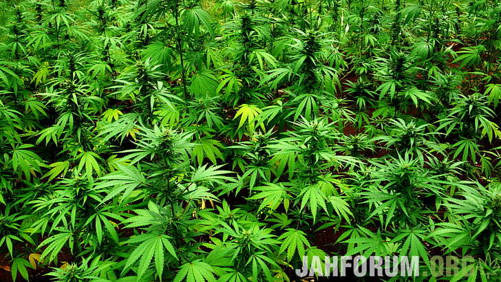 2004149996_420-drugs-jane-marijuana-wallpaper-preview(1).jpg.e7beda92c56f66256a0c3cb21a33431a.jpg