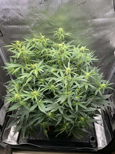 strawberry banana auto