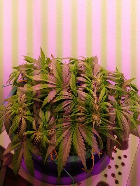 Auto White Widow xxl