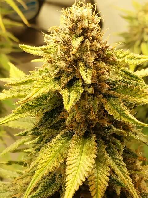 Cookies Kush