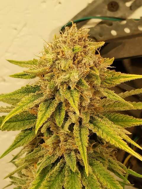 Cookies Kush