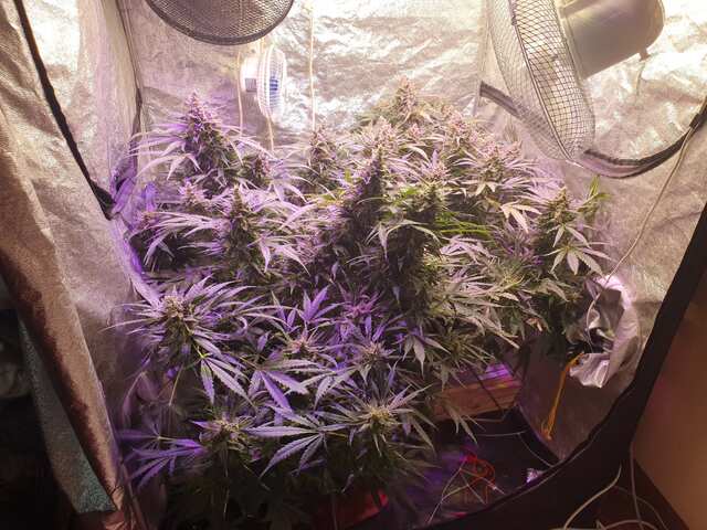 (Bulk) Auto Caramel King 75 day
