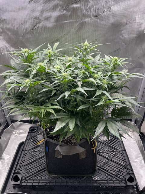 strawberry gorilla auto