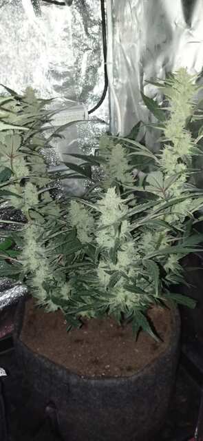 Gorilla Cookies Auto (День 66)