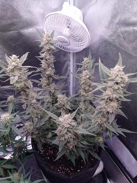 Gorilla Cookies Auto (День 77)