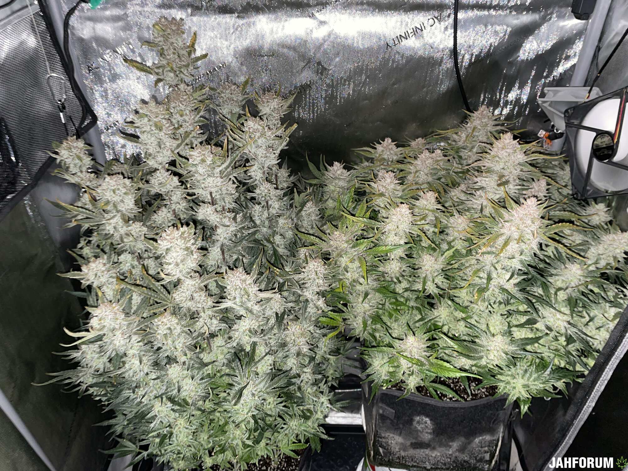 Strawberry Gorilla x Strawberry Banana