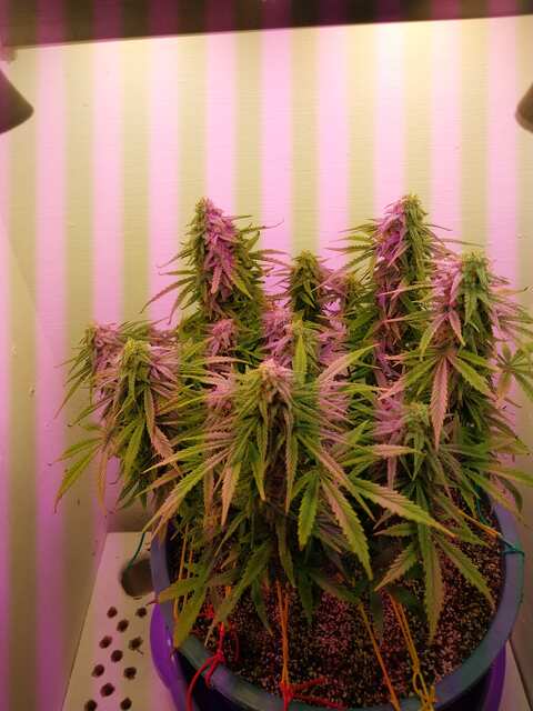 Auto White Widow xxl