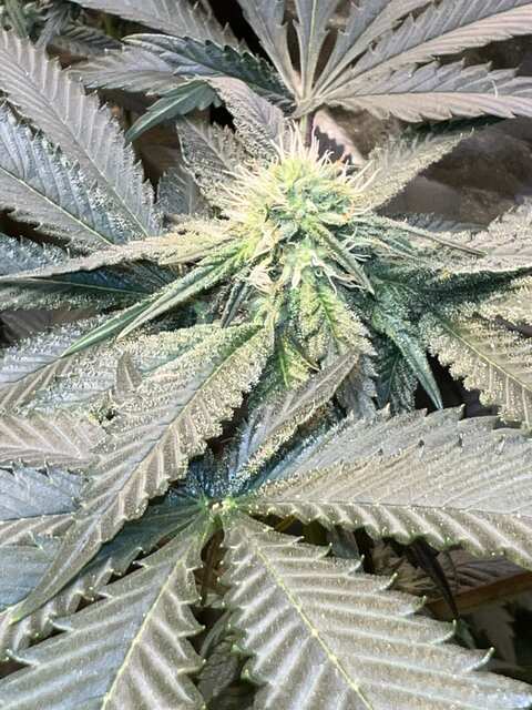 Cookies 🍪