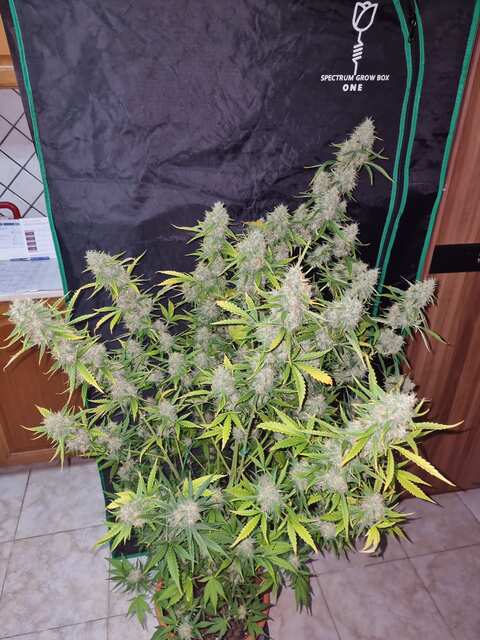 AK XL auto