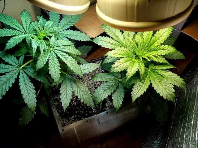 super skunk & psihodelic auto ES silver