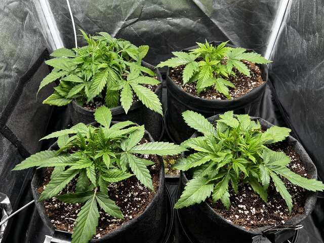 auto RBX i auto Grape тест для Крісс