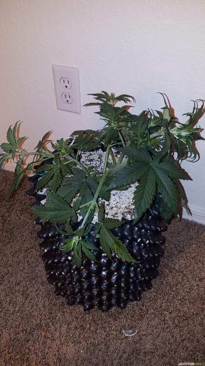 dark devil auto sweet-seeds report for errors-seeds 15 .jpg