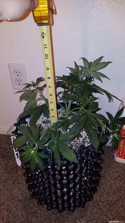 dark devil auto sweet-seeds report for errors-seeds 13 .jpg