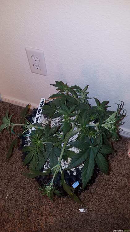 dark devil auto sweet-seeds report for errors-seeds 14 .jpg