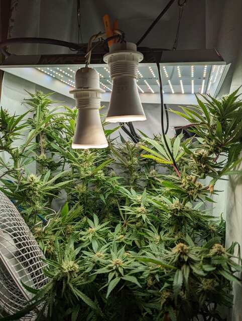 jungle