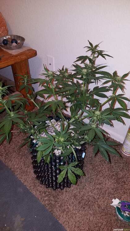 dark devil auto sweet-seeds report for errors-seeds 11 .jpg