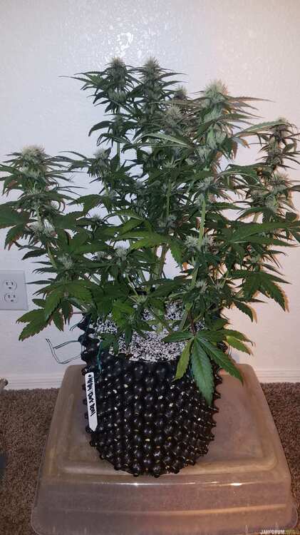 dark devil auto sweet-seeds report for errors-seeds 8 .jpg