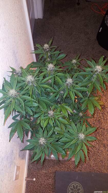 dark devil auto sweet-seeds report for errors-seeds 9 .jpg