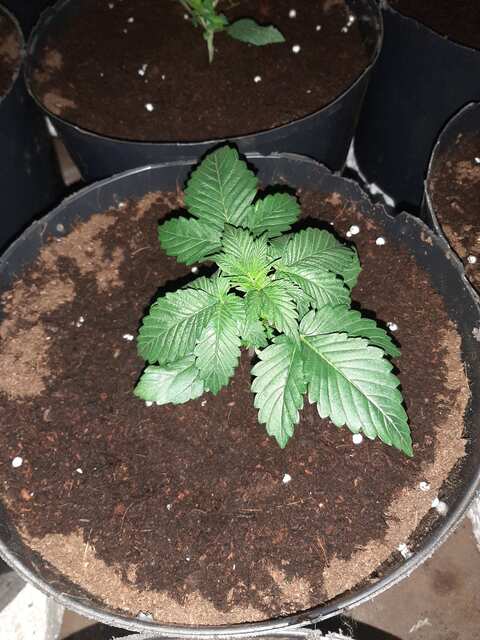 Viking x Maroc F1 - Nordic Genetics