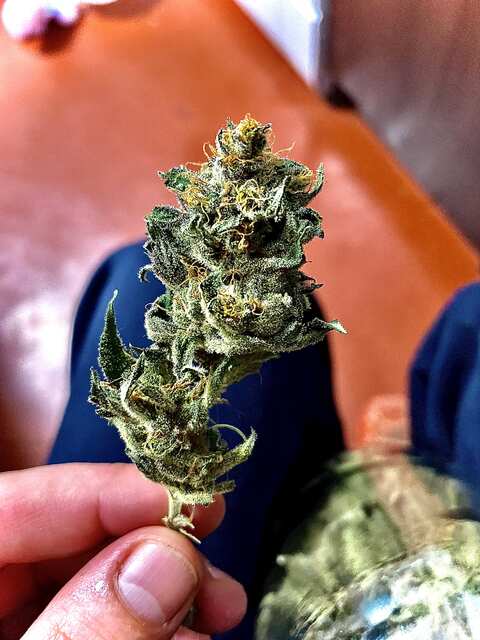 Tropicanna poison