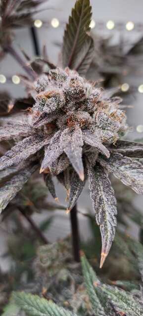 Platinum gorilla