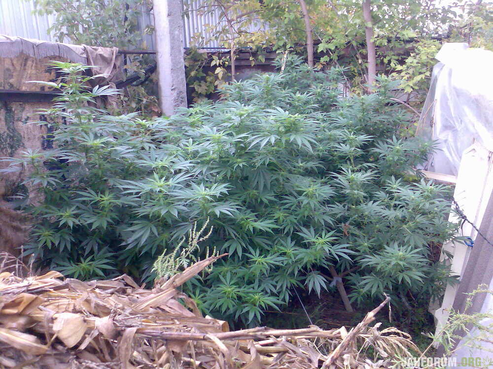 1888489445_22AfghanKush152LSD160)).thumb.jpg.8076e273b51acc79bbccd92990296891.jpg