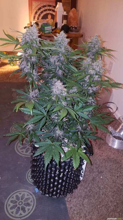 dark devil auto sweet-seeds report for errors-seeds 5 .jpg