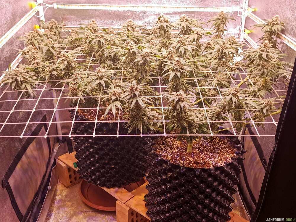 4282119_sumo-seeds-strawberry-cream-grow-journal-by-bioaccessorysumo-seedsstrawberry-cream.jpg