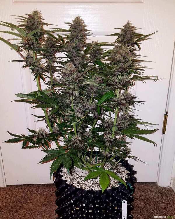 dark devil auto sweet-seeds report for errors-seeds 6 .jpg