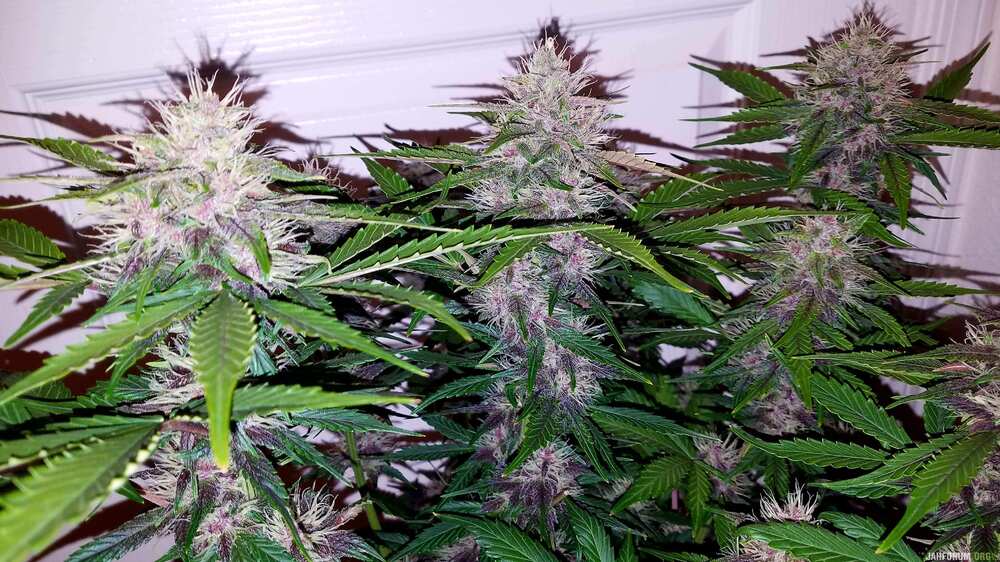 dark devil auto sweet-seeds report for errors-seeds 7 .jpg