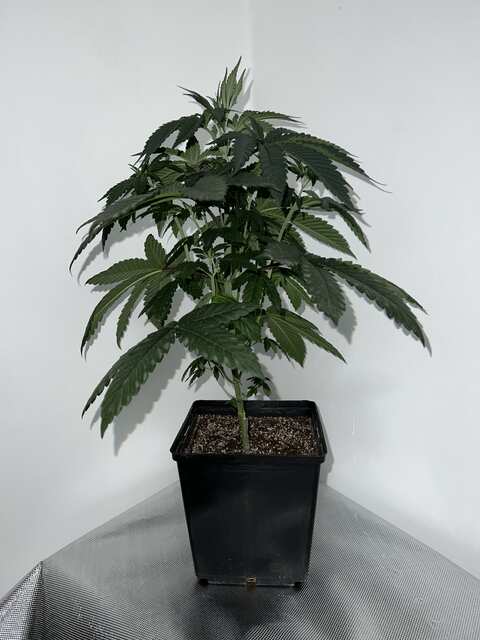 Moulin Rouge OG Karmagenetics